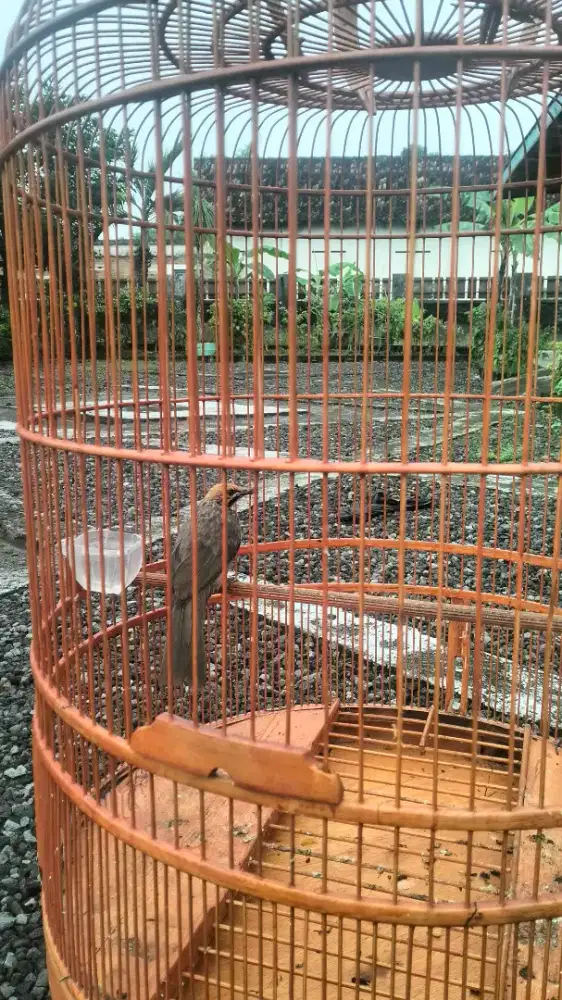 cucak rowo penjantan