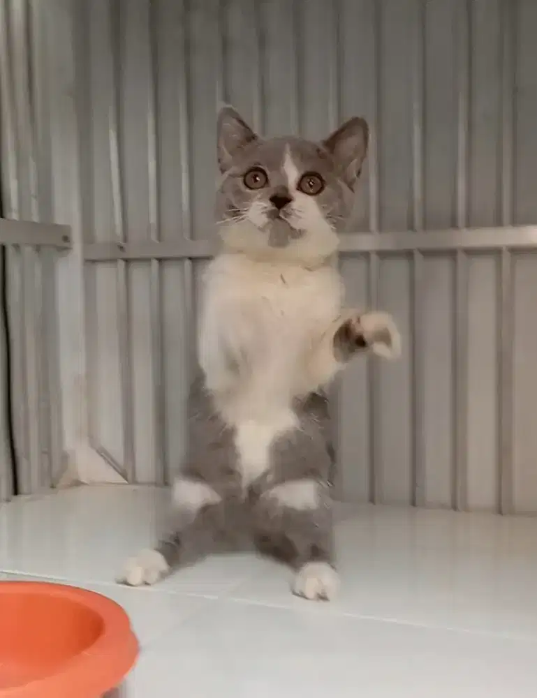 BRITISH SHORTHAIR/BSH