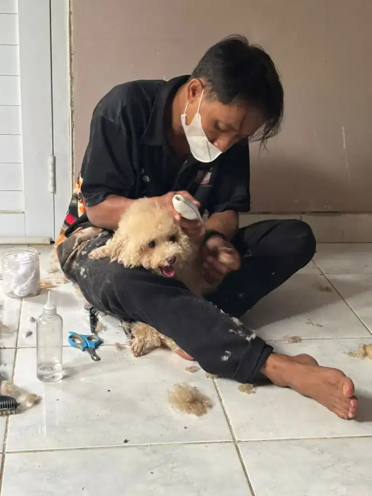 Grooming panggilan terdekat kucing dan anjing
