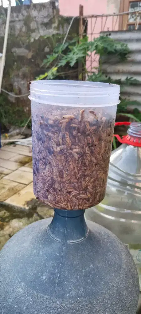 Magot Pakan Ikan Lele,Ayam,Burung dll