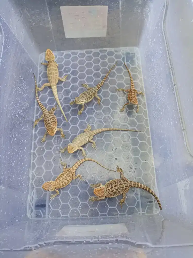 Baby breaded dragon Red hypo ph trans LB Normal