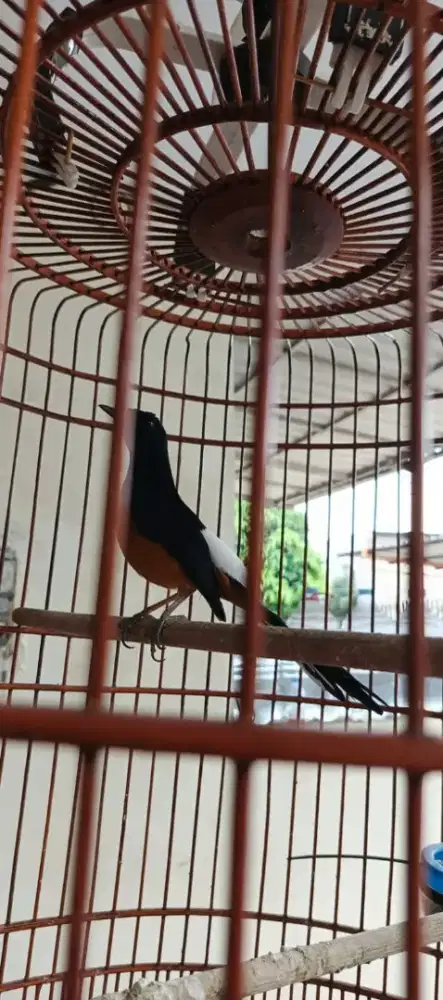 Murai 3 kali mabung exprestasi