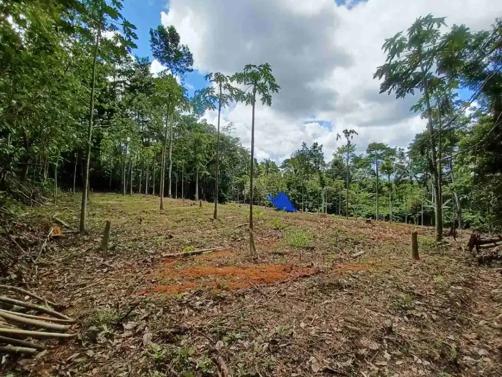 Tanah dijual butuh cepat luas 3204m² di tajinan cocok untuk kandang akses mobil