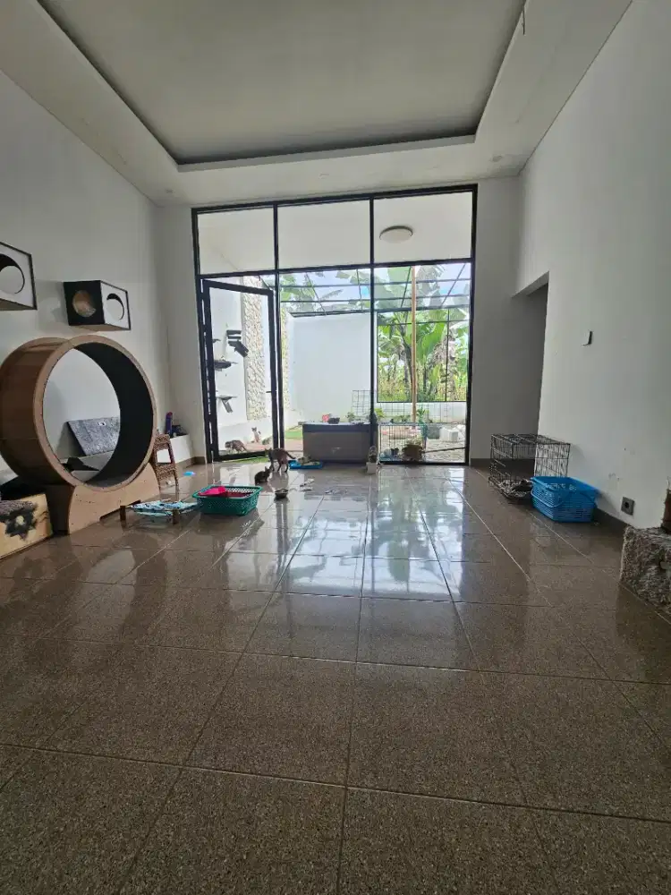 Dicari laki-laki untuk mengurus kucing