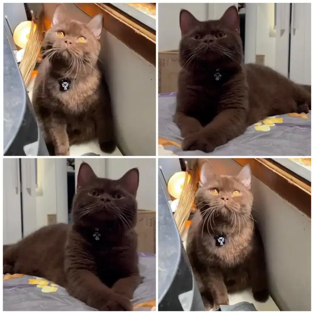 Kucing bsh choco carier cinamon