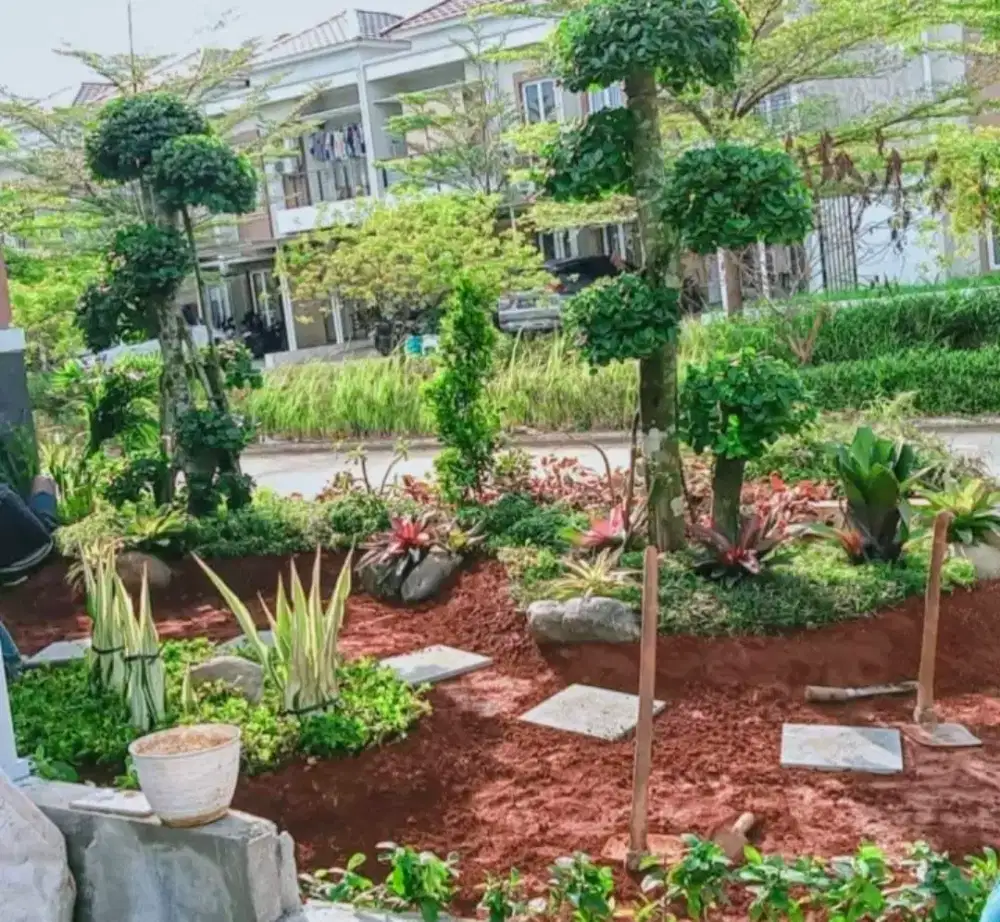 Jual rumput gajah mini dan rumput jepang