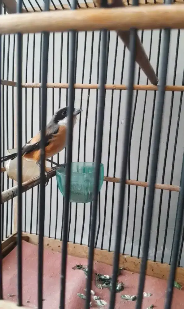 Pentet sudah mulai rajin