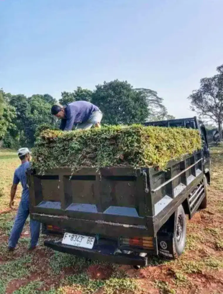 Jual rumput gajah mini dan rumput jepang