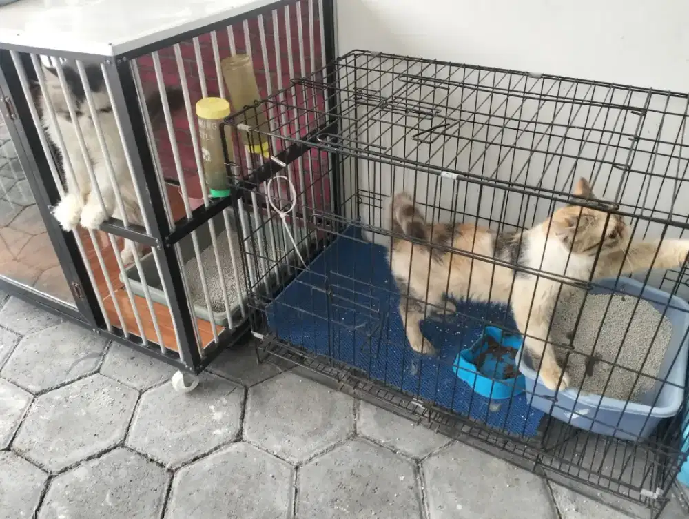 Dijual kucing peak nose calico betina