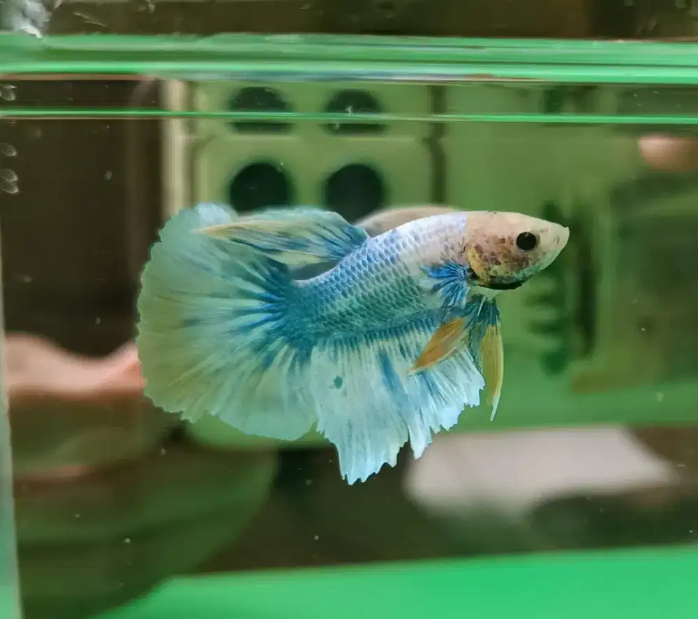 FLASHDEAL IKAN CUPANG HALFMOON