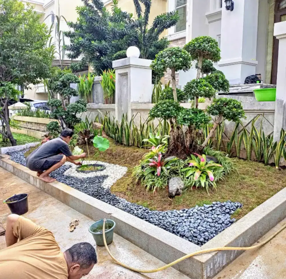 Jual rumput taman gajah  mini
