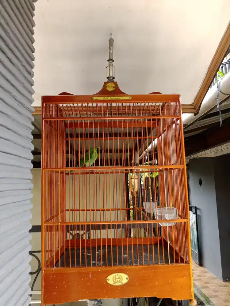 Burung curucuk Gacor