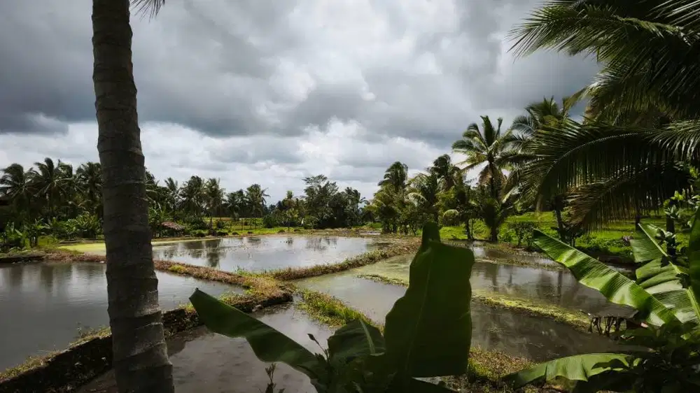 Tanah Premium SHM 5.215 m² di Pandeglang – Potensi Tinggi, Harga Nego