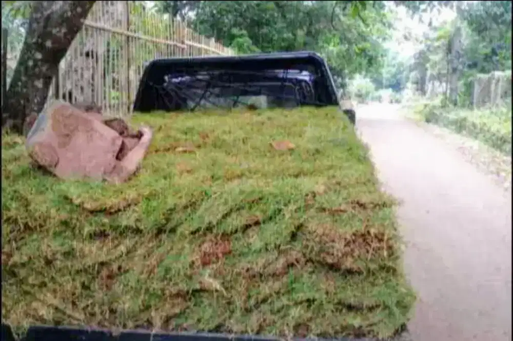 Jual rumput taman jepang dan gajah mini