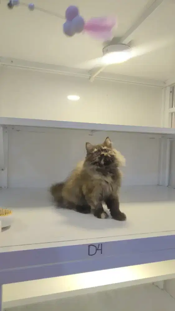 Kucing kitten ras longhair betina