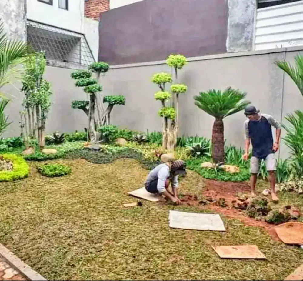 Jual rumput taman gajah mini