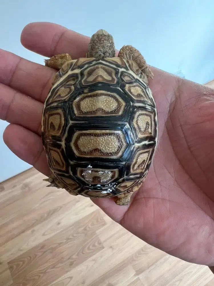 leopard pardalis 15scute simetris