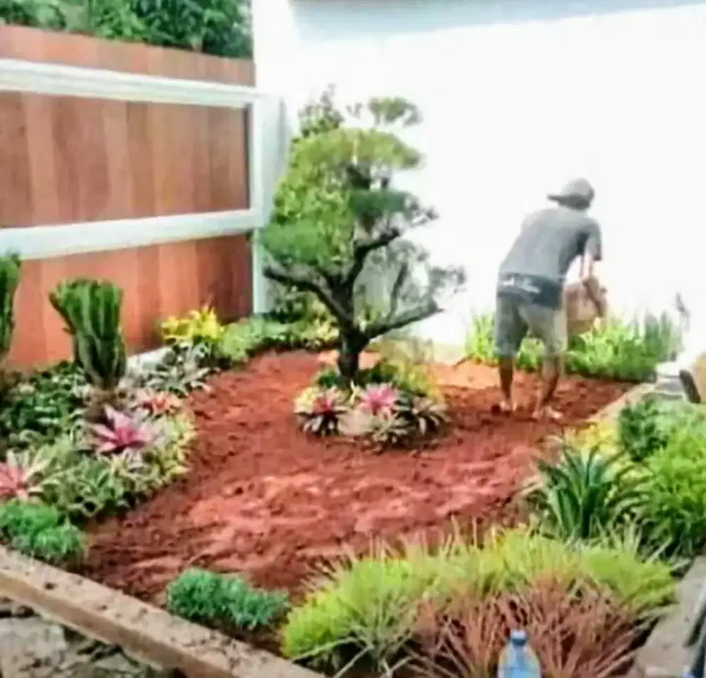 Jual rumput jepang dan gajah mini