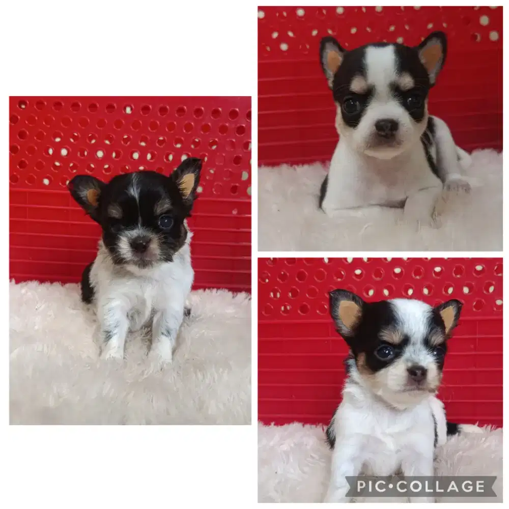 JUAL CHIHUAHUA JANTAN BETINA