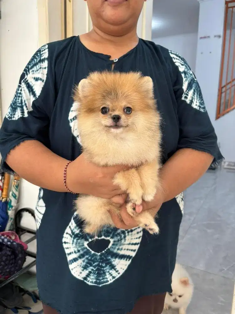 Jual minipom murah