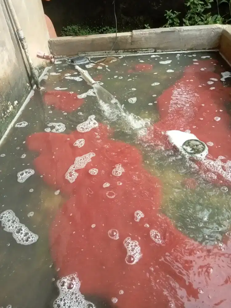 Pakan ikan hias/Lele