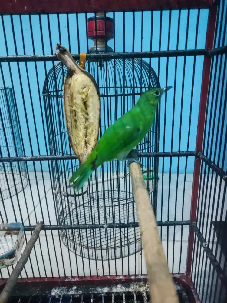 Burung cak hijau betina mapan