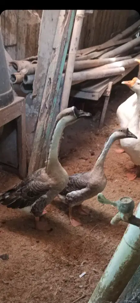 sepasang angsa coklat