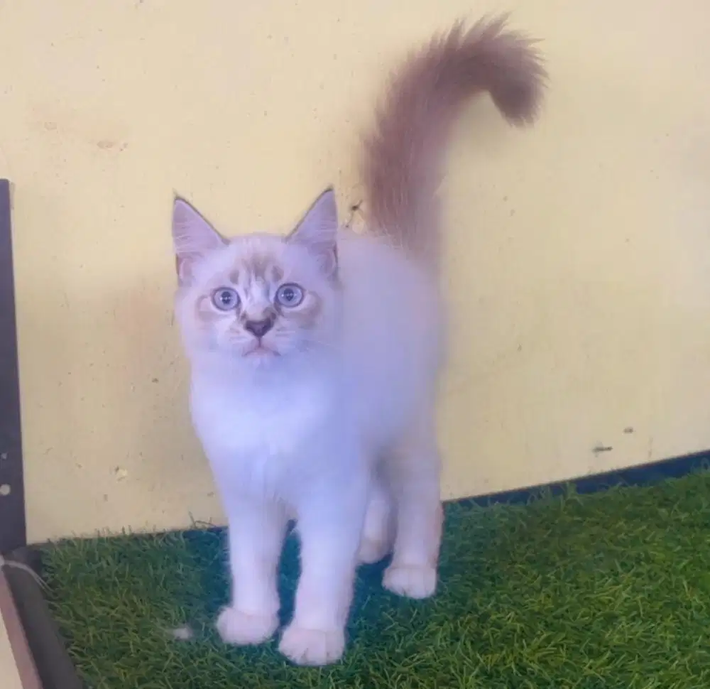 Kucing ras persia ragdol mata biru