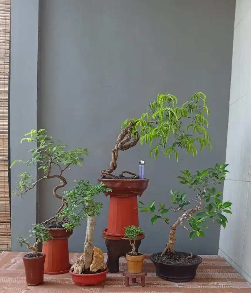 Bonsai hias mini cantik ada 6 pot