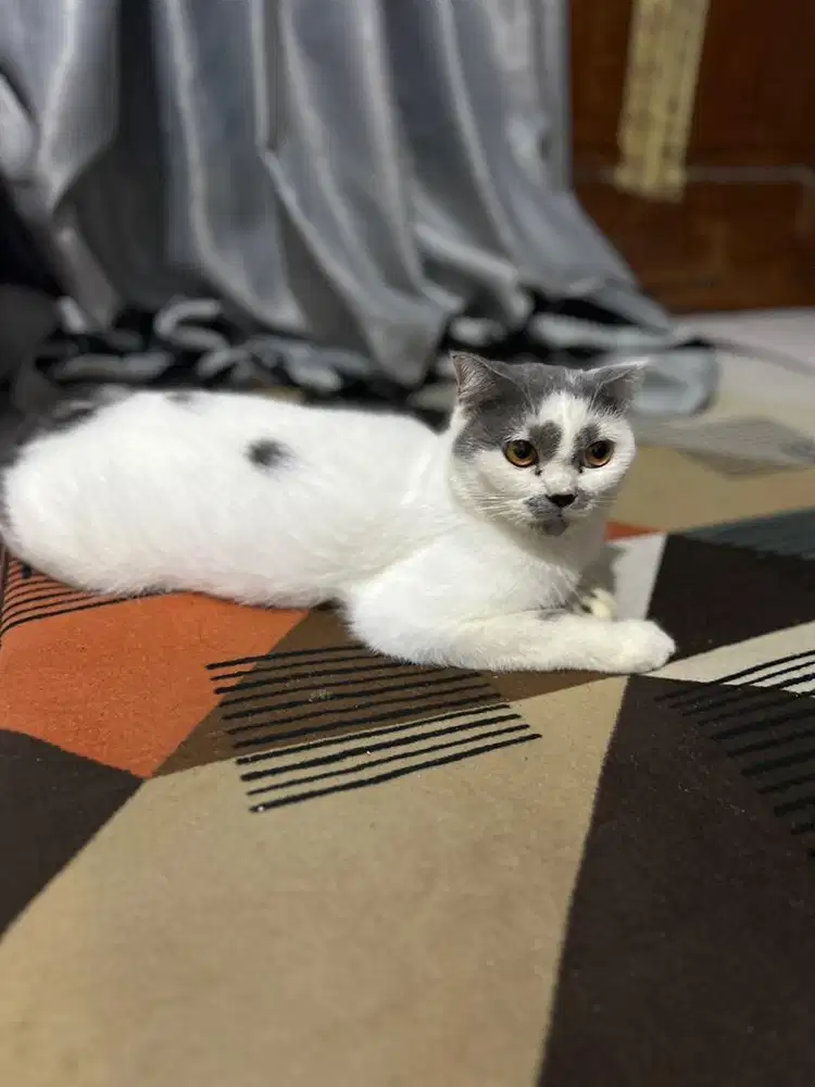 Scottish fold kondisi hamil dengan bsh golden