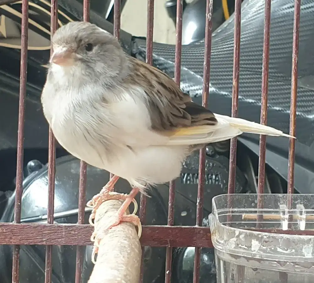 Kenari  jantan aktif bunyi usia mapan