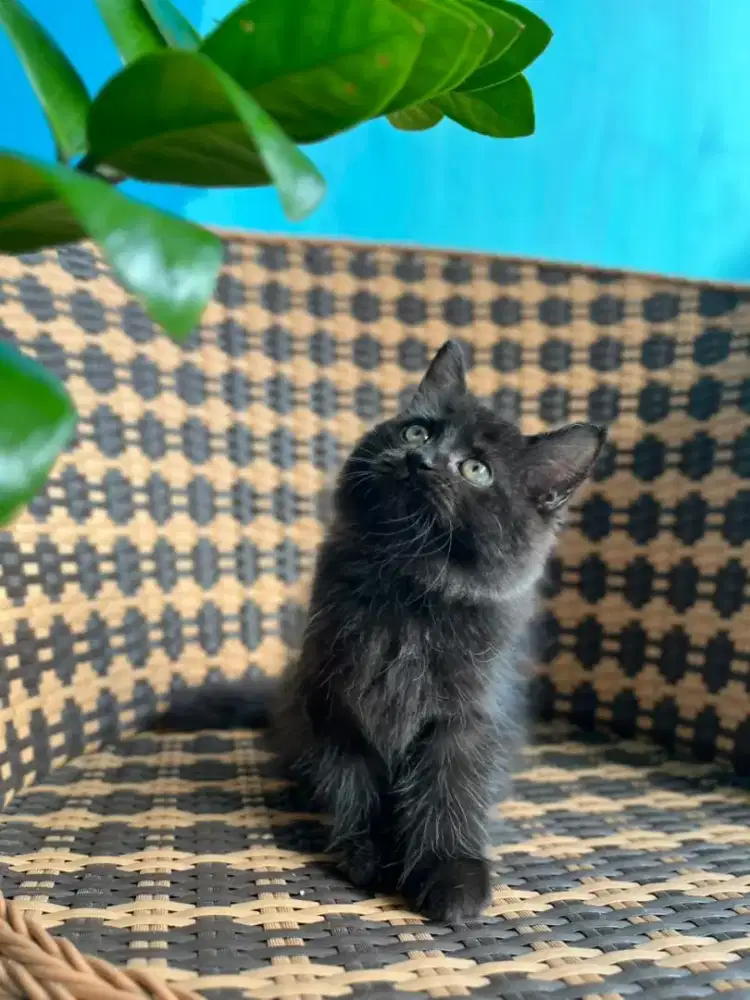 Kucing kitten persia black solid