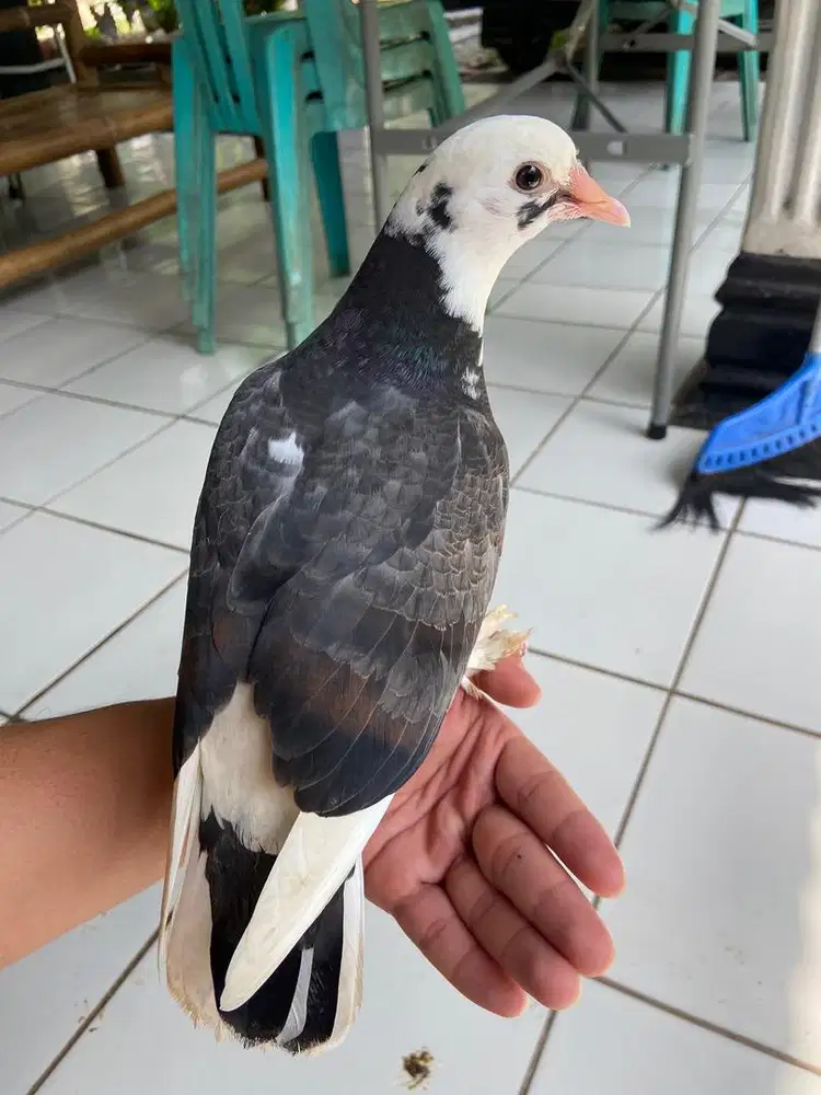 PIYIK BLANTONG JEMBROS