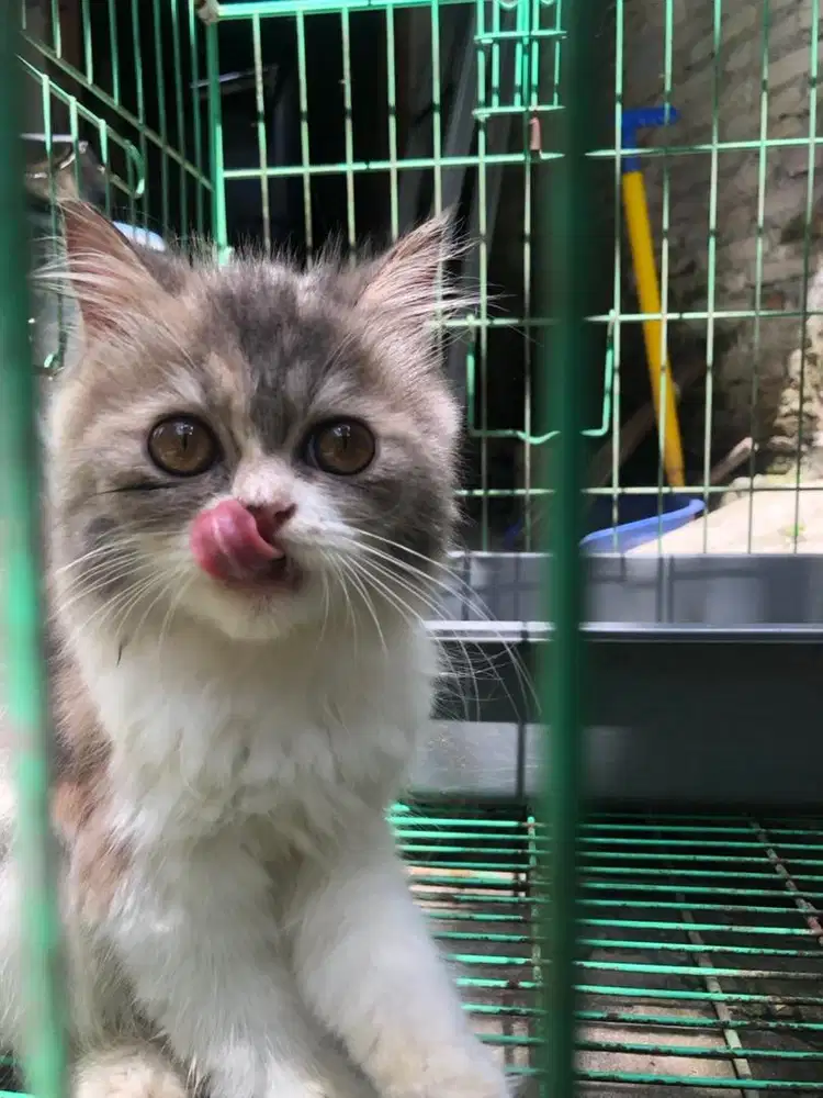 Kucing persia mungil dan lucu