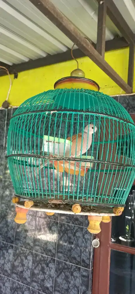 puter pelung plus sangkar