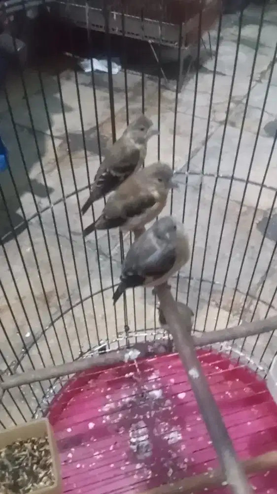 Siskin anak 4 ekor kiloo aja udah pada ngeriwik