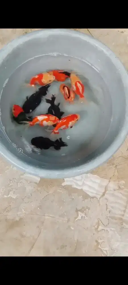 Koki Panda, R, trico