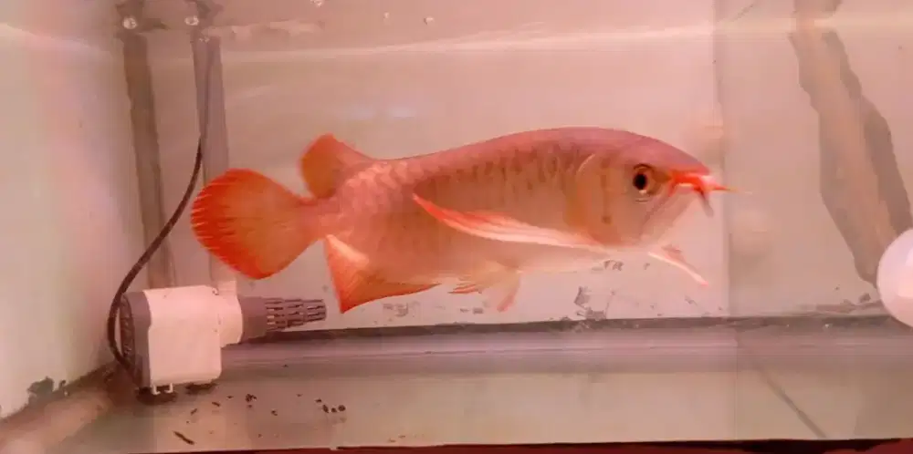 Arwana super red 28cm