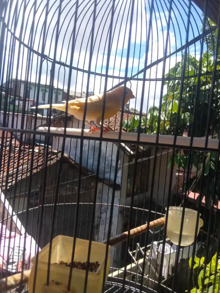 Kenari gacor bodi big F1 sf minus burja