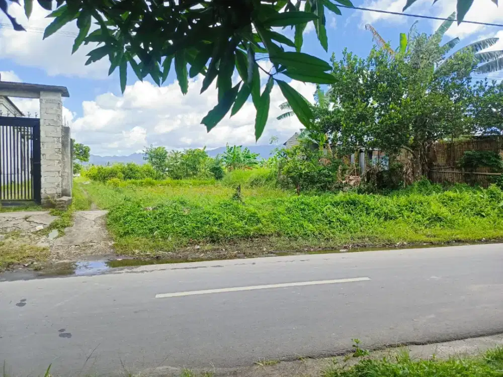 Tanah sawah kebun di nyiur lembang Narmada lombok Barat