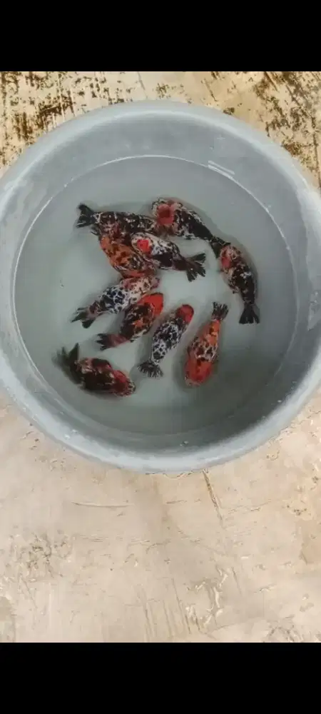 Koki Rancu calico 10 ekor