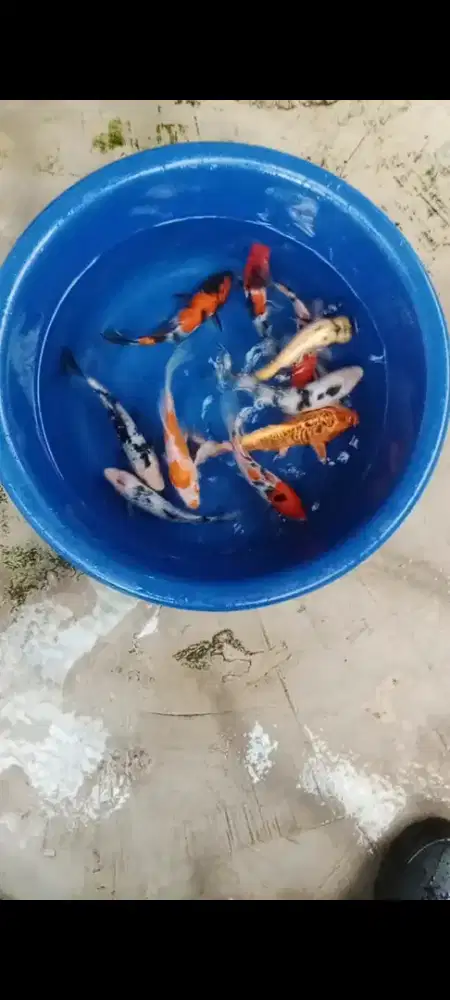 Koi mix 16-18 cm 10e