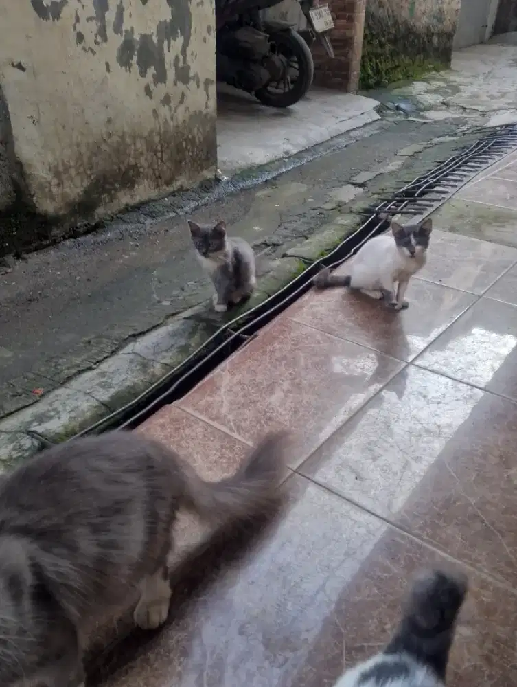 Kitten anak kucing Persia