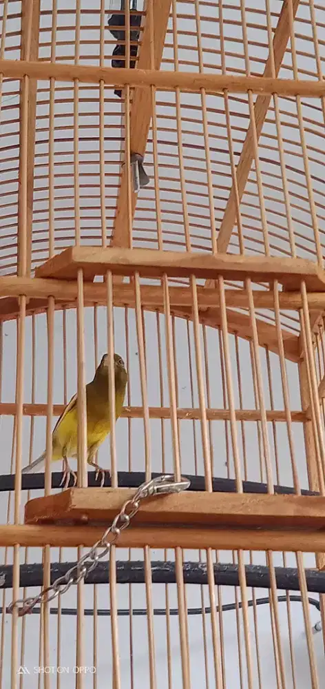 Kenari lokal fullset warna joss jual harga pas aja