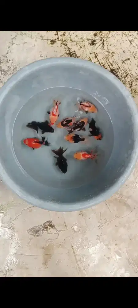 Koki Panda, trico &re