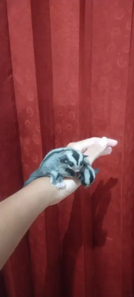 Sugar Glider Classic Grey