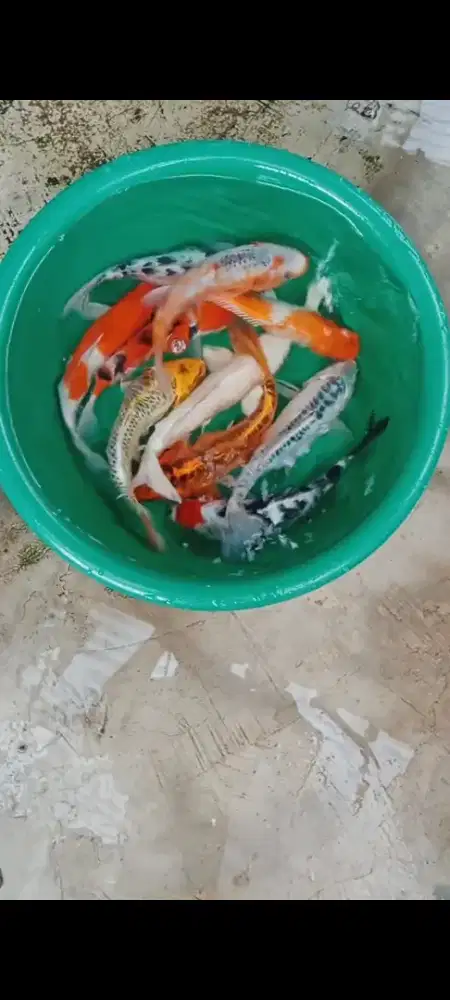 Koi mix 24-27 cm