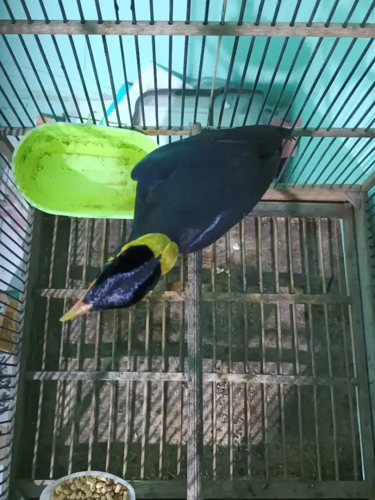 Burung pinter bodi besar