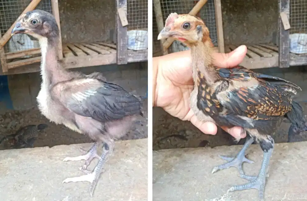 AYAM PELUNG SEPASANG