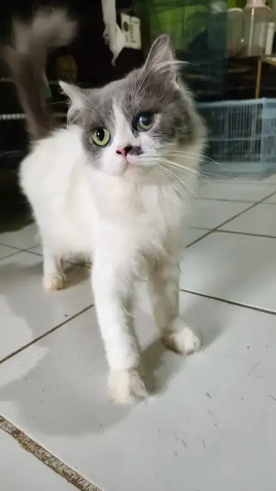 Kucing betina lagi hamil 40 hari